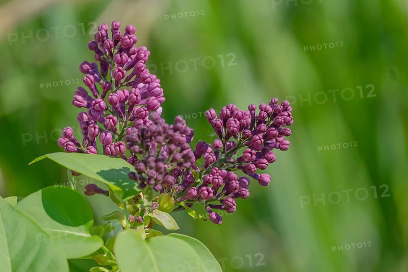 Common lilac (Syringa vulgaris), purple flowers, Rhineland-Palatinate, Germany
