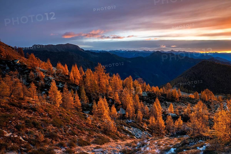 Autumn larches (Larix) in the first light of the rising sun, Alpe Salei, Onsernone Valley, Canton of Tessin, Switzerland