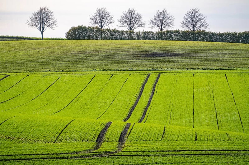 Traces of tractors in a freshly tilled field, first growth of winter grain, near Ratingen, North Rhine-Westphalia, Germany