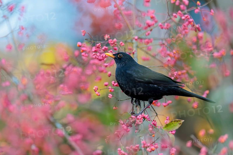 A common blackbird (Turdus merula) sits in a European spindle tree (Euonymus europaeus), and eats the fruit