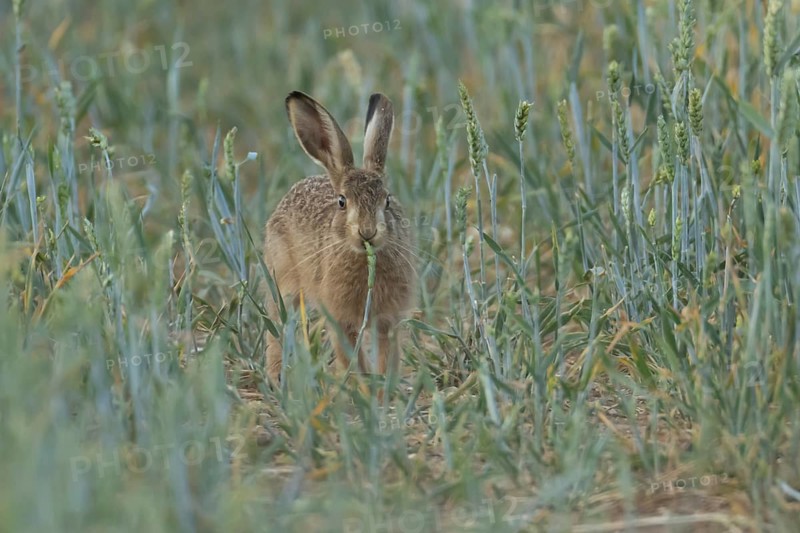 European brown hare (Lepus europaeus) adult animal eating a wheat plant sheath in a farmland field in summer, England, United Kingdom