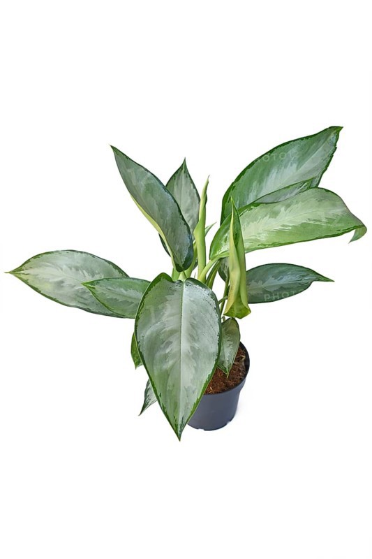 Potted Aglaonema Silverado Chinese Evergreen houseplant with silver leaves on white background