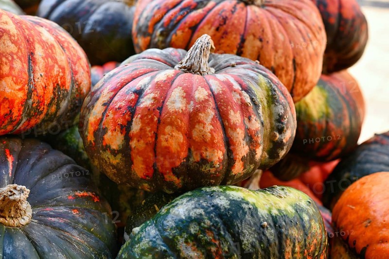 Pile of Zucca Lakota pumpkins at autumn farmers market for seasonal harvest