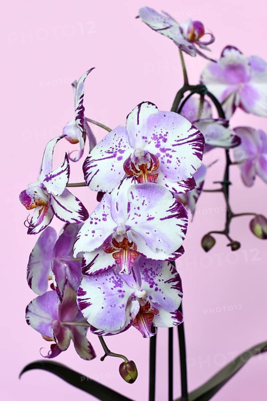 Close up of two colored purple and white flower of 'Phalaenopsis Magic Art' orchid on pink background