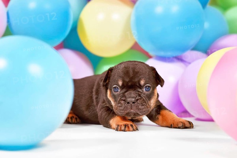 Tan French Bulldog dog puppy between colorful balloons