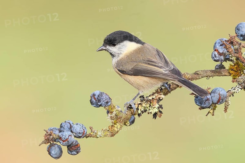 Willow tit (Parus montanus) sitting on lichen-covered sloes (Prunus spinosa) branch, wildlife, animals, birds, Siegerland, North Rhine-Westphalia, Germany