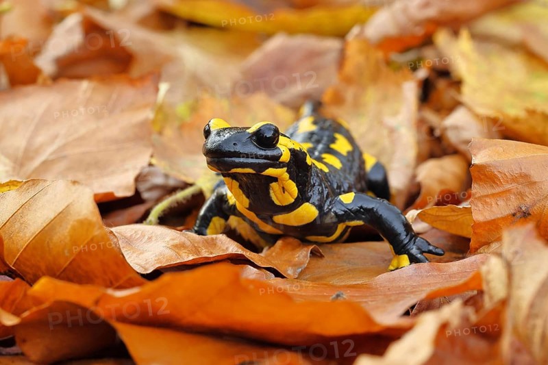 Fire salamander (Salamandra salamandra), in a beech forest on autumn leaves, autumn, Wilnsdorf, North Rhine-Westphalia, Germany