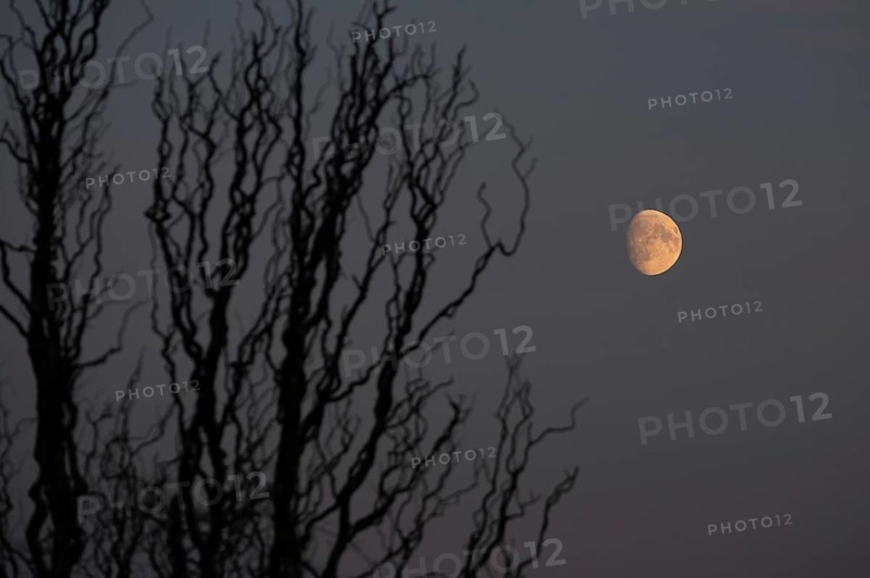 Reddish moon early evening, Darß, Mecklenburg-Western Pomerania, Germany