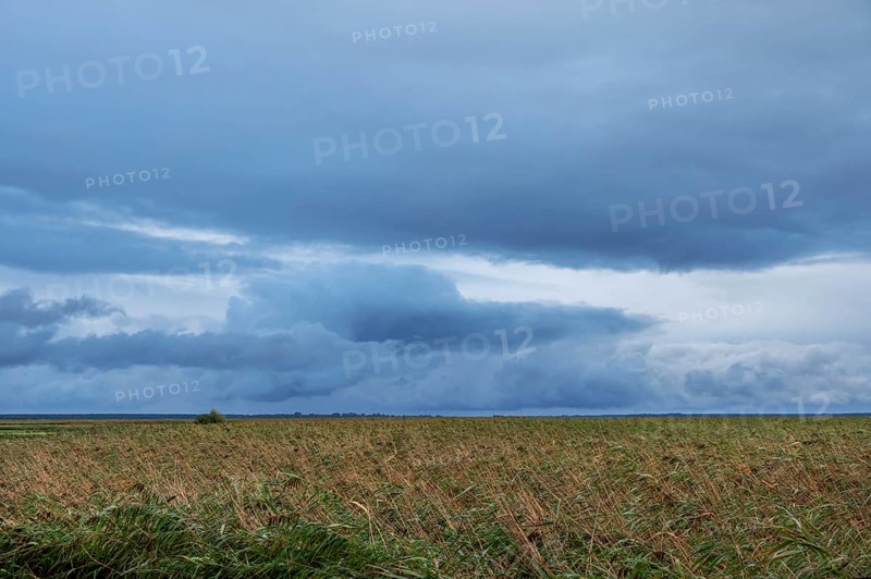Reed, thatch (Phragmites australis) on the lagoon, dark rain clouds (Nimbostratus), Ahrenshoop, Darß, Mecklenburg-Western Pomerania, Germany