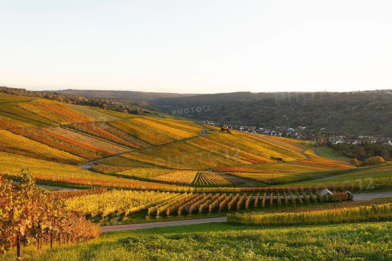 Golden evening sun shines over the colorful vines in the vineyards of Beutelsbach and Weinstadt Baden-Württemberg Germany