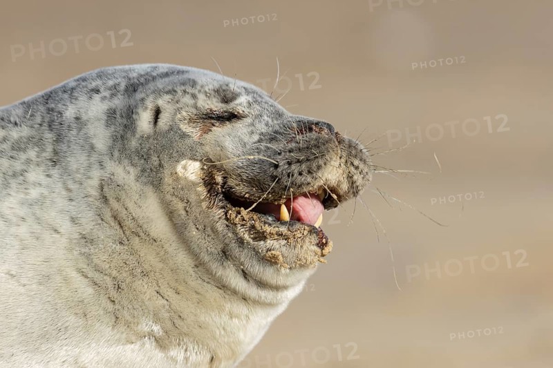 Common seal (Phoca vitulina) adult animal yawning on a beach, England, United Kingdom