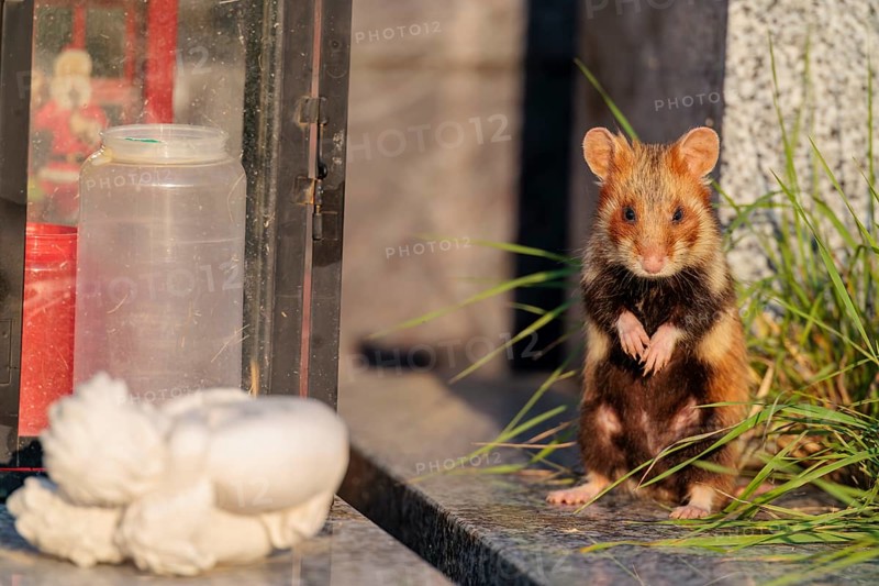 A European hamster (Cricetus cricetus) stands on a grave in the evening sun, searching for food. Vienna, Austria