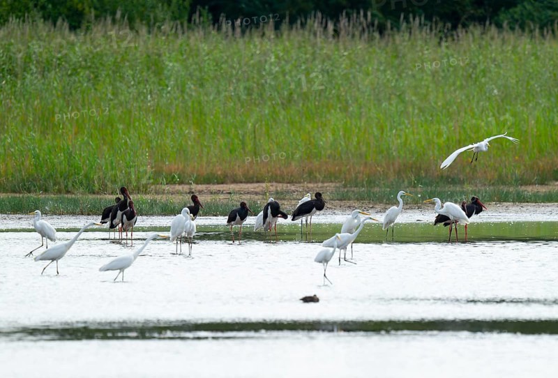 Black storks (Ciconia nigra) and great egret (Ardea alba) in the shallow water zone of a pond, Lower Saxony, Germany
