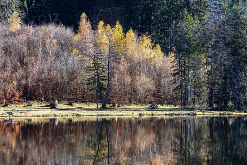 Late autumn, water reflection in moor pond, autumn, near Oberstdorf, Oberallgäu, Allgäu, Bavaria, Germany