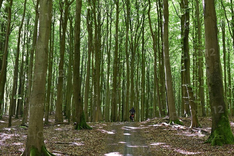 Female cyclist in the beech forest of Jasmund National Park on Rügen, Mecklenburg-Western Pomerania, Germany