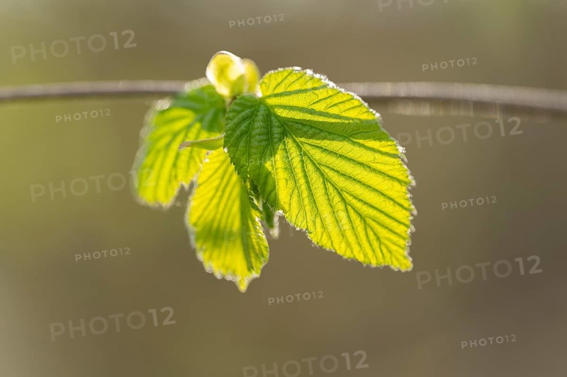 Common hazel (Corylus avellana), young leaves, fresh leaf shoots, Lower Saxony, Germany