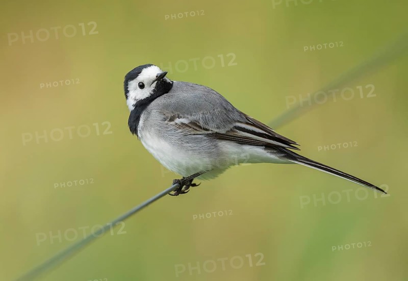 Wagtail (Motacilla alba) standing on a wire fence, Lower Saxony, Germany