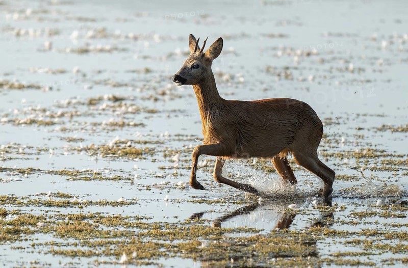 Deer (Capreolus capreolus), young roebuck running through the shallow water zone of a lake, Lower Saxony, Germany