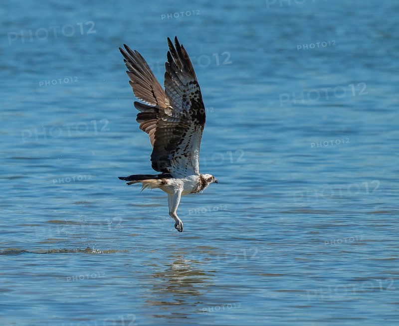 Osprey (Pandion haliaetus) flies over a blue water surface of a lake while hunting fish, Lower Saxony, Germany