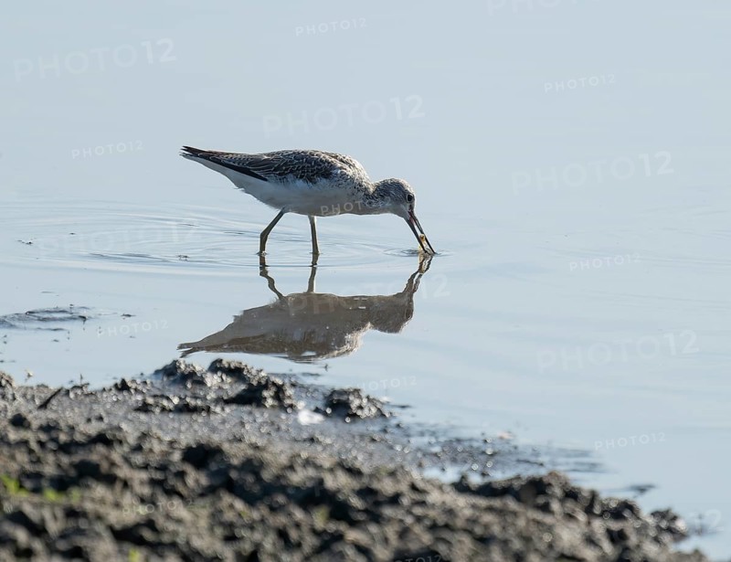 Green thighs (Tringa nebularia) looking for food in the shallow water zone of a body of water, wetland, Lower Saxony, Germany