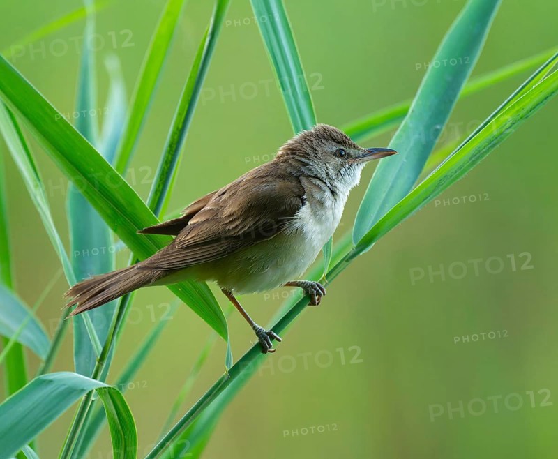 Thrush warbler (Acrocephalus arundinaceus) on a reed, reed (Phragmites australis), Lower Saxony, Germany