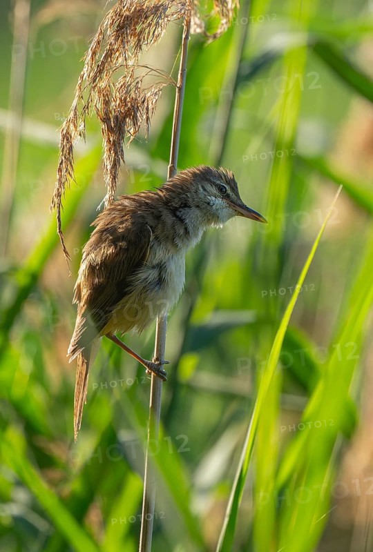 Thrush warbler (Acrocephalus arundinaceus) on a reed, reed (Phragmites australis), Lower Saxony, Germany