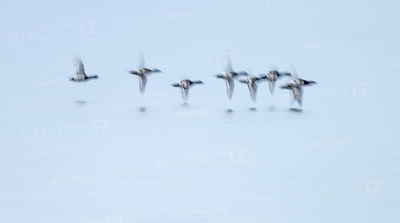 Heron duck (Aythya fuligula), heron flying over a lake, motion blur, long exposure, pull, mopping effect, Lower Saxony, Germany