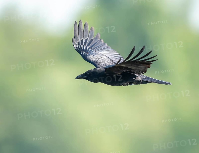Raven crow (Corvus corone) flying, Lower Saxony, Germany