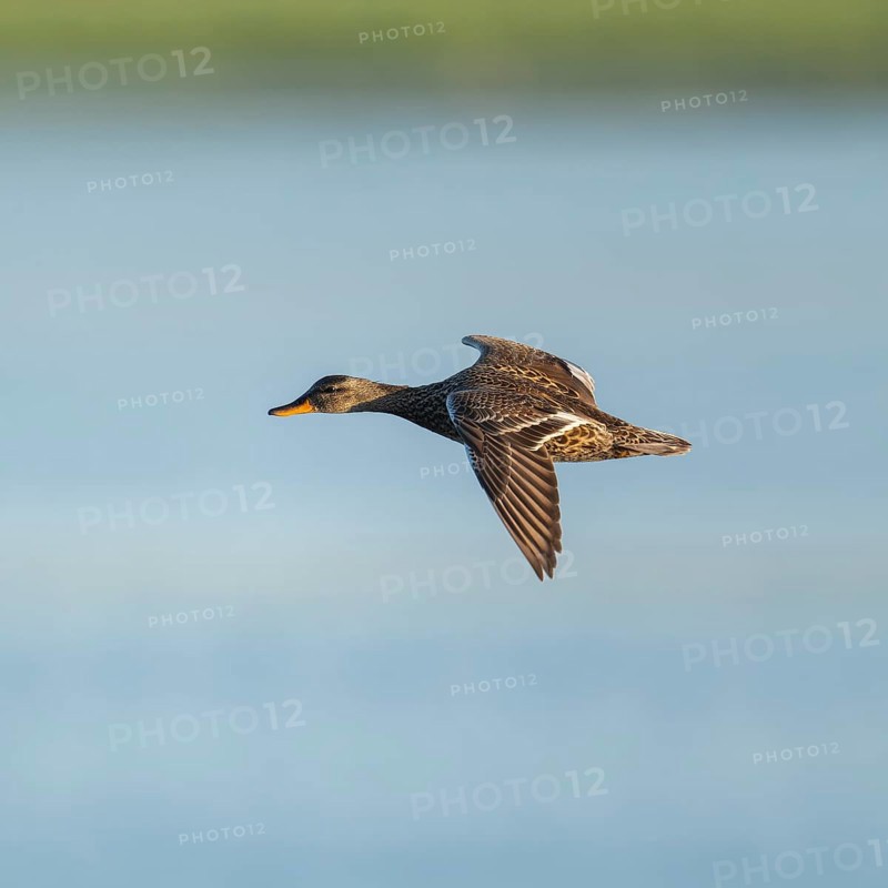 Schnatter duck (Mareca strepera), female flying across a lake, Lower Saxony, Germany