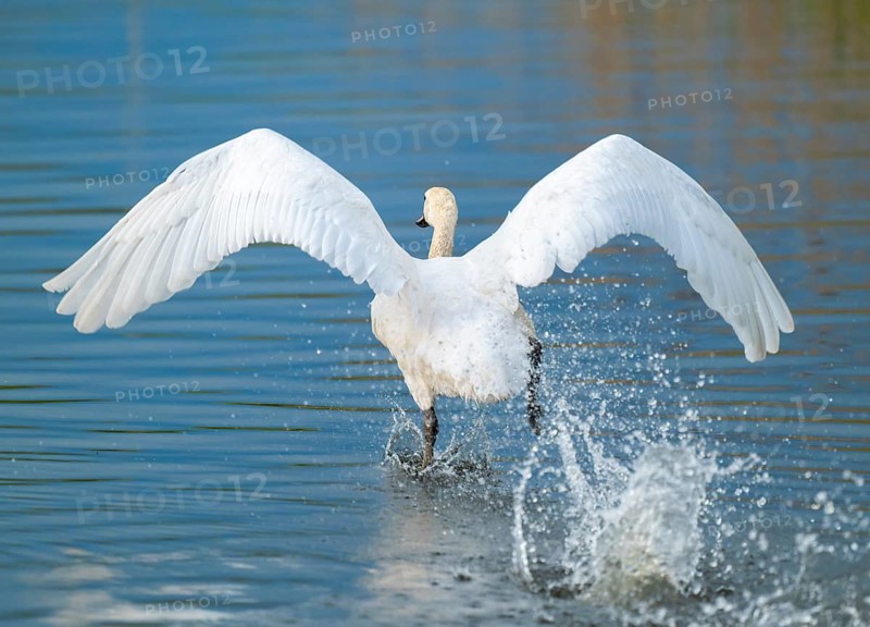 Humped swan (Cygnus olor) takes off from a lake, blue water, Lower Saxony, Germany
