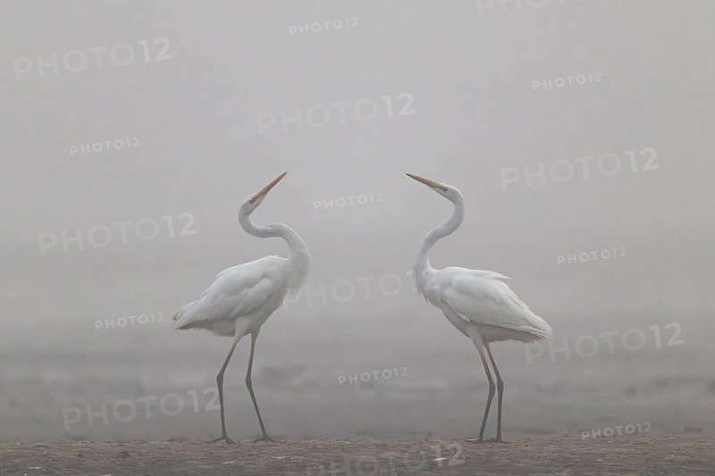 Great Egret, (Egretta alba) Warring Great Egret in the Mist, Lusatia, Saxony, Germany