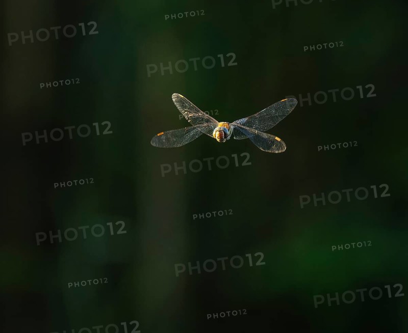 Blue-green mosaic maiden (Aeshna cyanea) flying, Lower Saxony, Germany