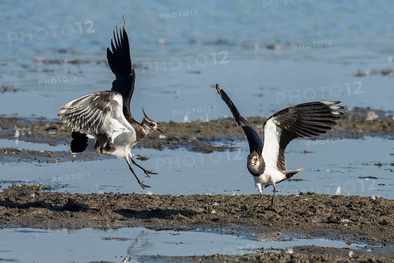 Lapwing (Vanellus vanellus), two lapwings attack each other in flight in the shallow water zone of a body of water, Lower Saxony, Germany