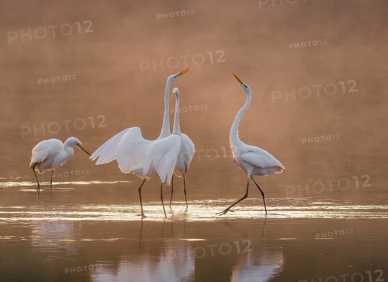 Great egrets (Ardea alba) stand in the warm orange morning light in the shallow water zone of a lake and quarrel, squabbles of fog over the water, Lower Saxony, Germany