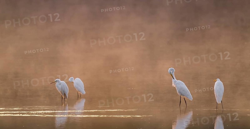 Great egrets (Ardea alba) stand in warm orange morning light in the shallow water zone of a lake during plumage, clouds of fog over the water, Lower Saxony, Germany