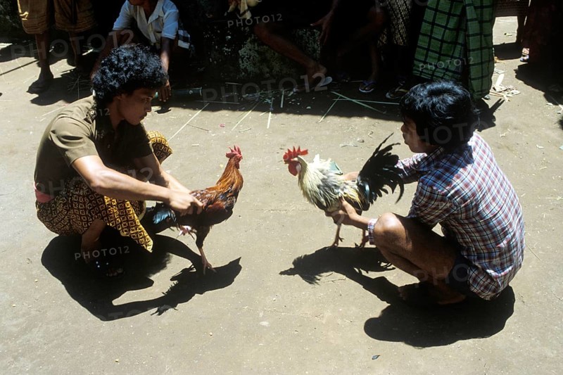 The roosters have sharp blades tied to their feet, ritual cockfighting, entertainment, gambling, customs during a temple festival, Bali, Indonesia