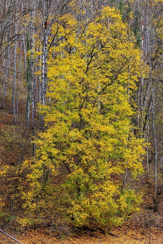 Ahron tree (Acer) in herb color, horse chestnut family (Hippocastanoideae), autumn, Donntal, Gutenberg, Swabian Jura, Baden-Württemberg, Germany