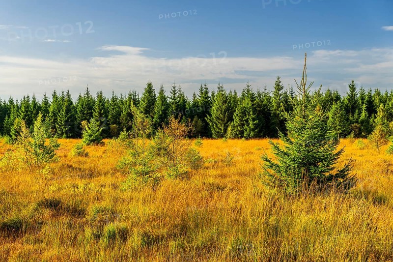 Barren landscapeof raised bog, National park of High Venn-Eifel, Wallonia, East Belgium