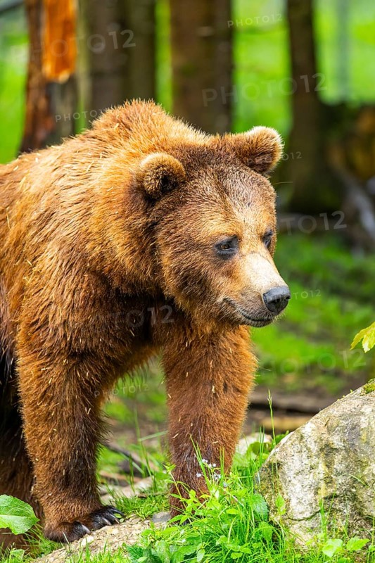 Eurasian brown bear (Ursus arctos arctos) in a forest, Austria