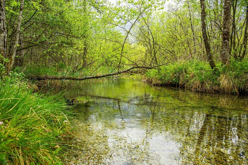Lanscape of a little stream flowing through the forest in spring on a rainy day, Bavaria, Germany
