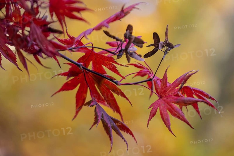 Japanese Japanese maple (Acer palmatum Trompenburg) in autumn leaves, Emsland, Lower Saxony, Germany