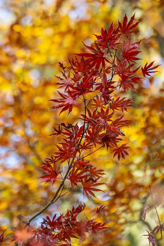 Japanese Japanese maple (Acer palmatum Trompenburg) in autumn leaves, Emsland, Lower Saxony, Germany