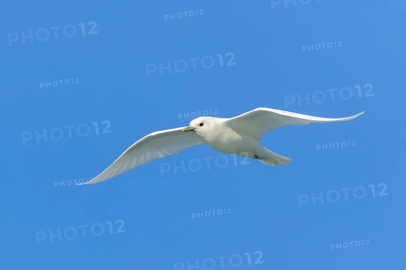 Ivory gull (Pagophila eburnea, Larus eburneus) flying against blue sky along the coast of Svalbard, Spitsbergen, Norway