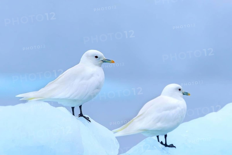 Two ivory gulls (Pagophila eburnea, Larus eburneus) resting on ice floe along the coast of Svalbard, Spitsbergen, Norway