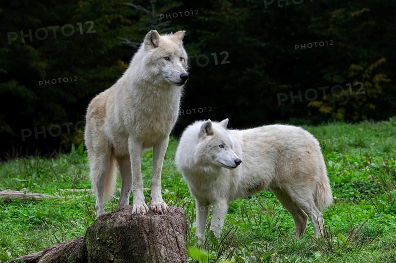Two Arctic wolves, white wolves, polar wolves (Canis lupus arctos) in zoo, wolf species native to the High Arctic tundra of Canada