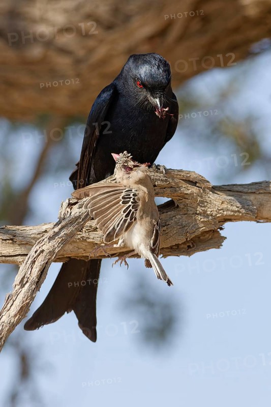 Fork-tailed drongo (Dicrurus adsimilis), adult, sitting on a branch, eating, a sociable weaver (Philetairus socius) as prey, Kgalagadi Transfrontier Park, Northern Cape, South Africa