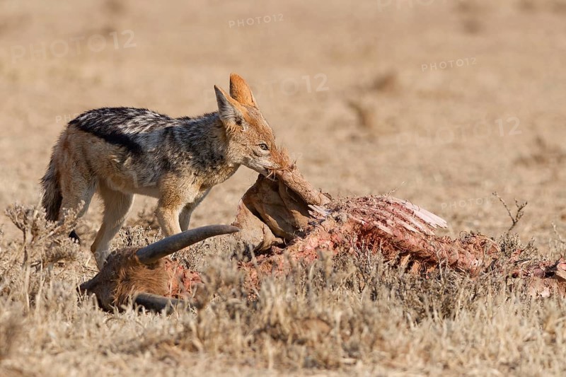 Black-backed jackal (Lupulella mesomelas), adult, feeding on skin and carcass of a common eland (Taurotragus oryx), Kgalagadi Transfrontier Park, Northern Cape, South Africa
