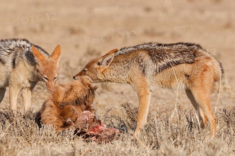 Black-backed jackals (Lupulella mesomelas), two adults, feeding on skin and carcass of a common eland (Taurotragus oryx), Kgalagadi Transfrontier Park, Northern Cape, South Africa