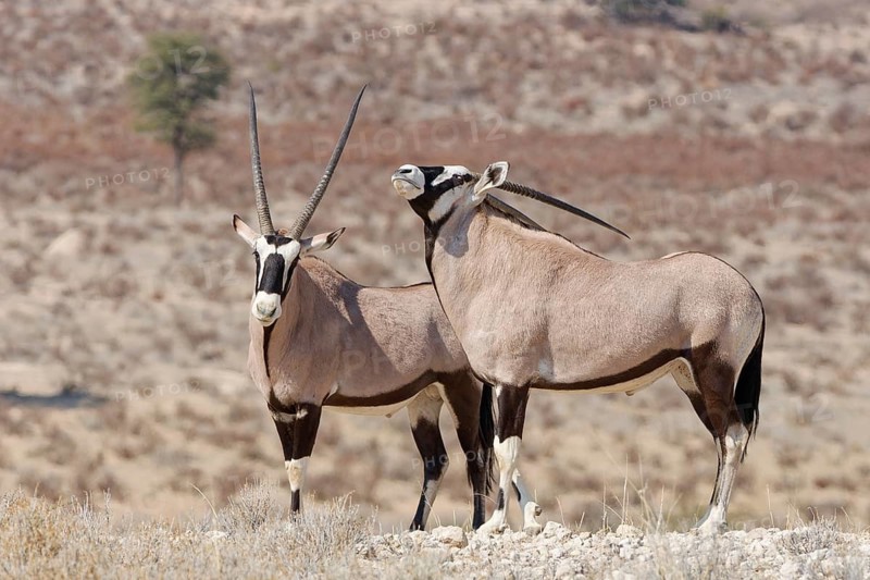 Gemsboks (Oryx gazella), two adult males, standing at the top of the hill, Kgalagadi Transfrontier Park, Northern Cape, South Africa