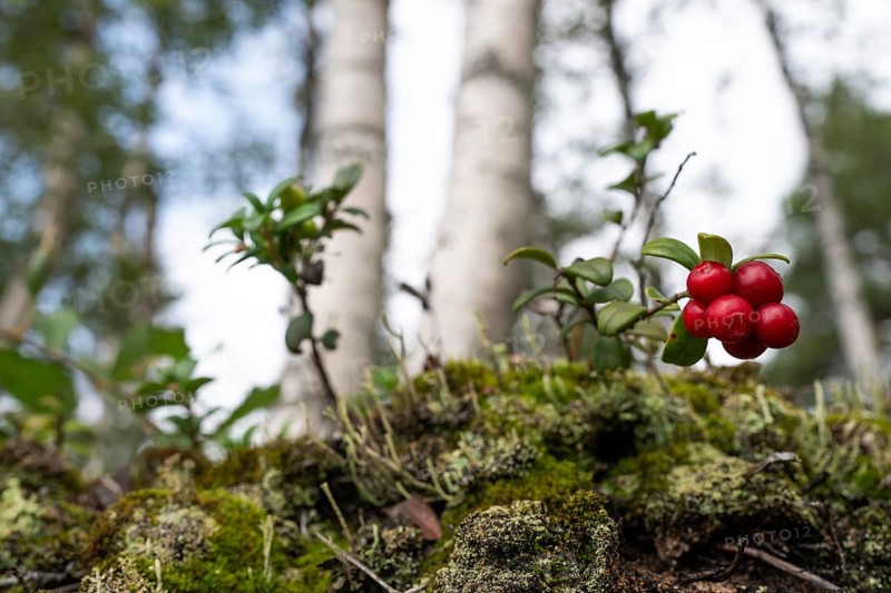Ripe red shiny cranberries (Vaccinium vitis-idaea), mossy forest soil, birch forest, Sweden